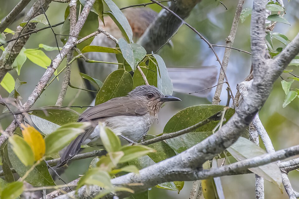 Philippine Bulbul
