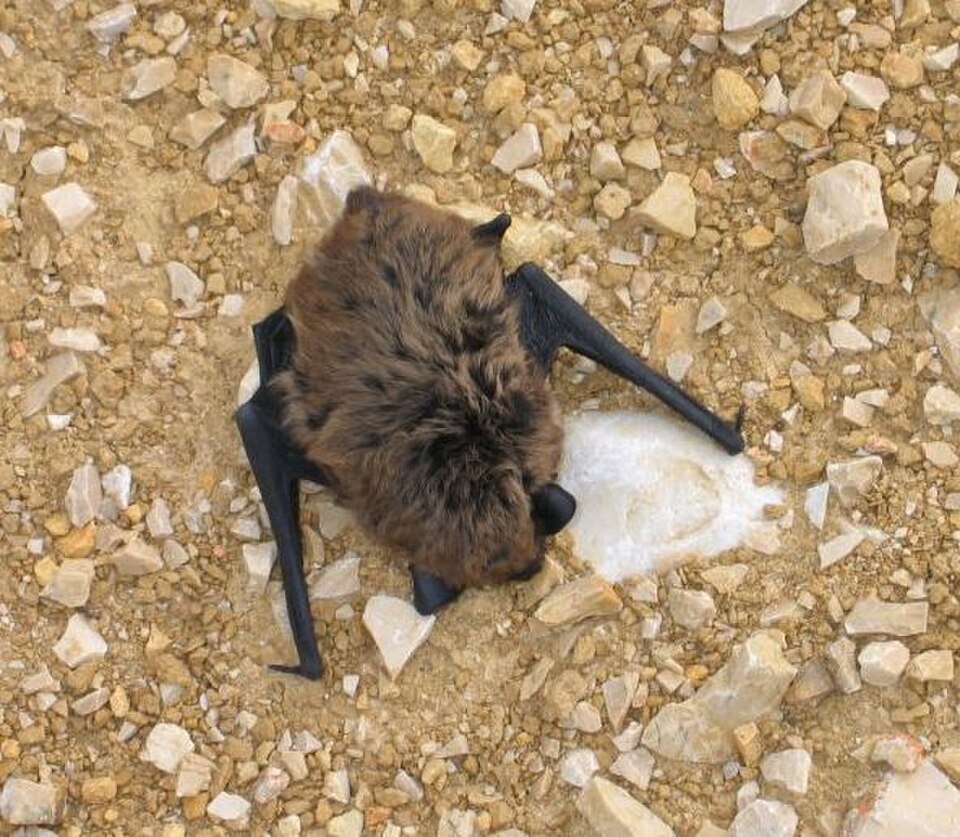 Savi's Pipistrelle