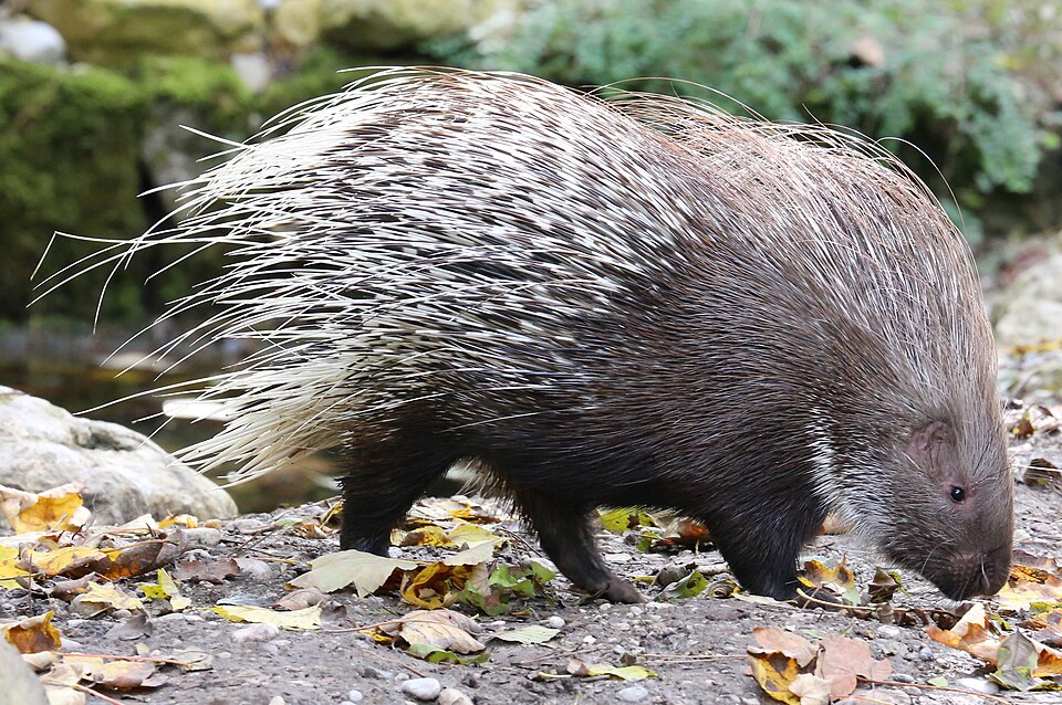 Indian Crested Porcupine