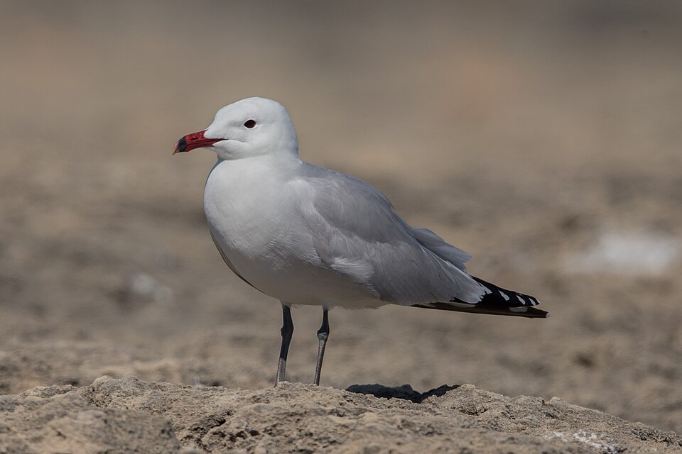 Audouin's Gull