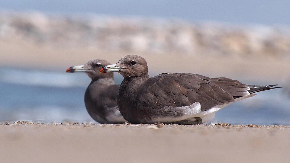Sooty Gull