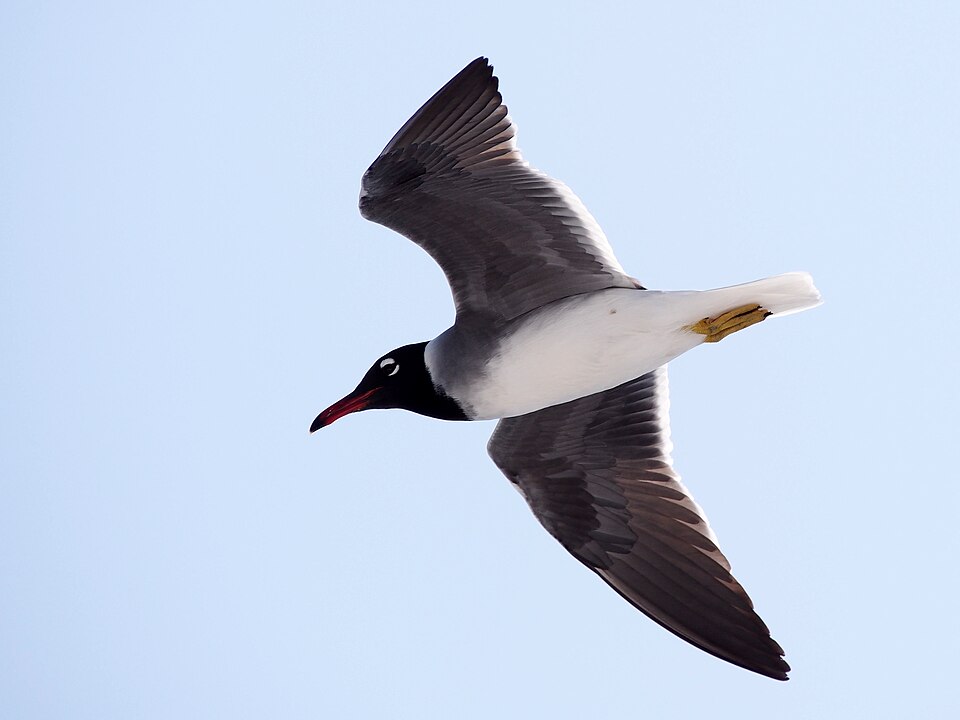 White-eyed Gull
