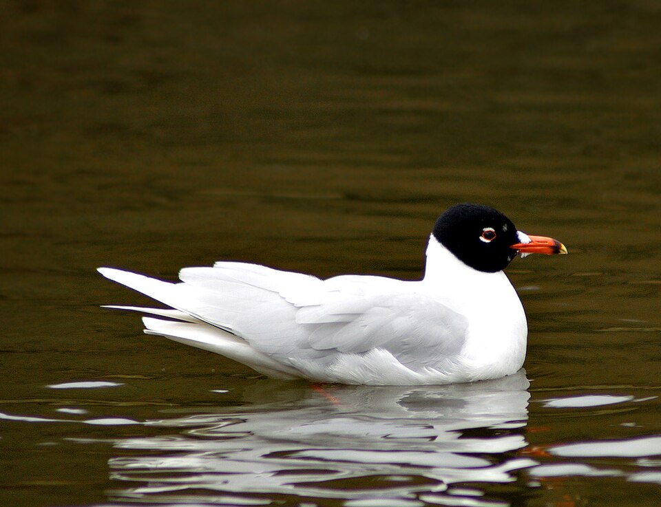 Mediterranean Gull