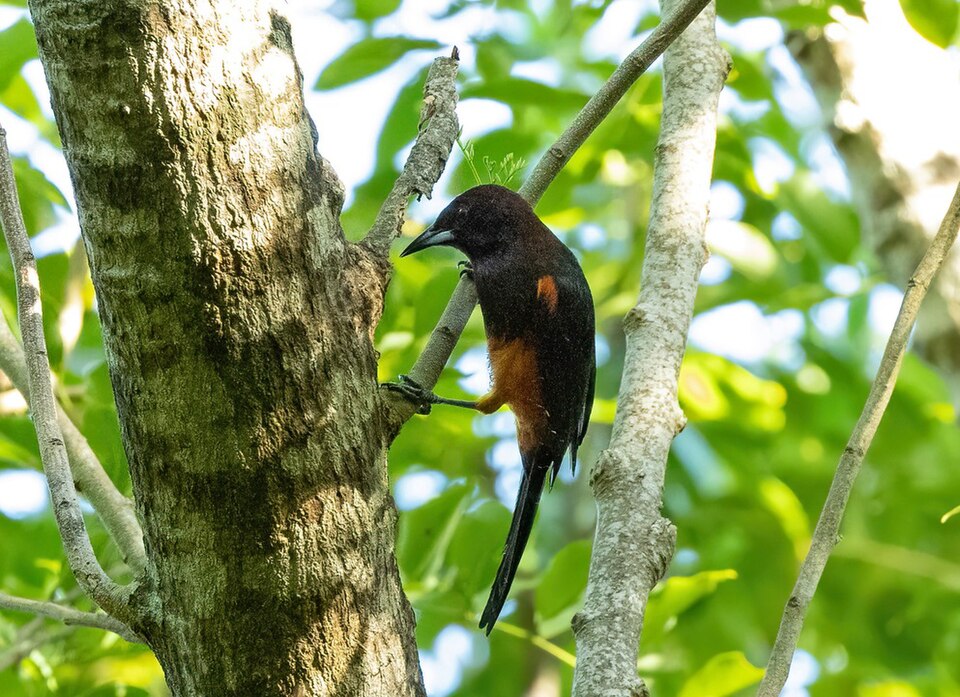 Martinique Oriole