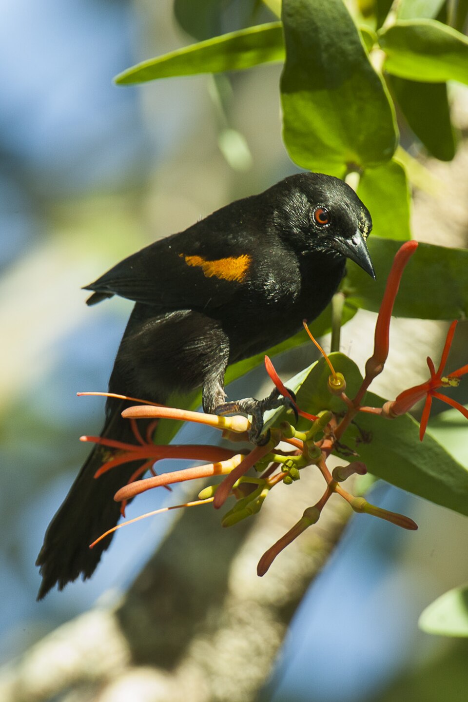 Epaulet Oriole