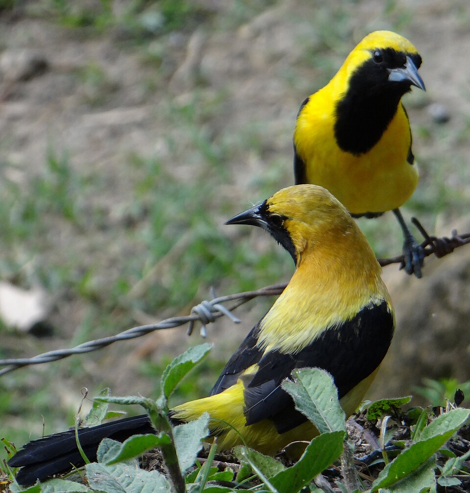 Yellow-backed Oriole