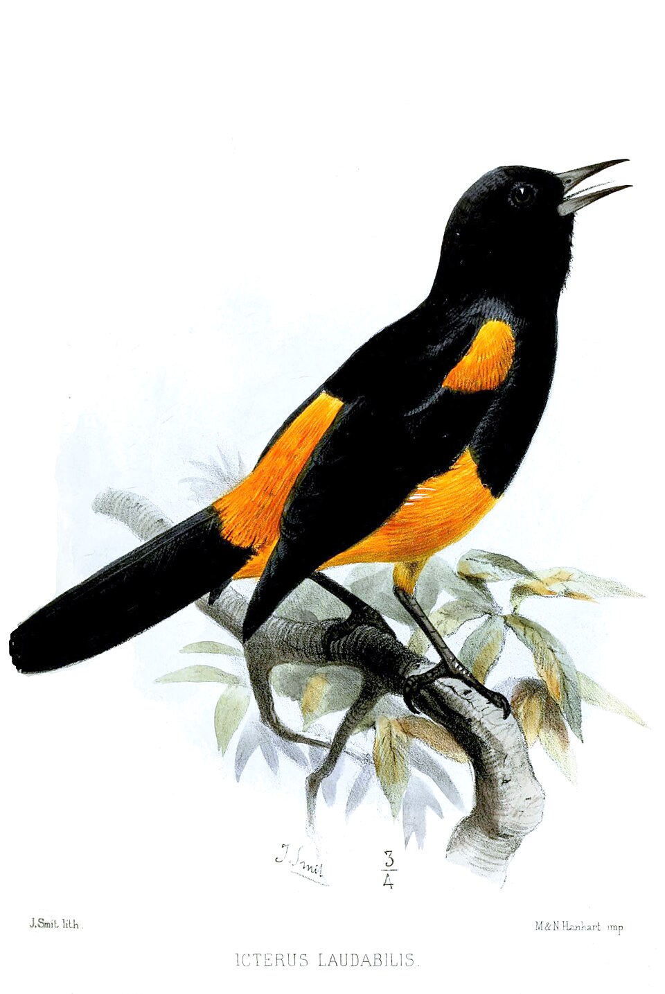 St. Lucia Oriole