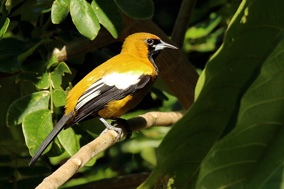 Jamaican Oriole