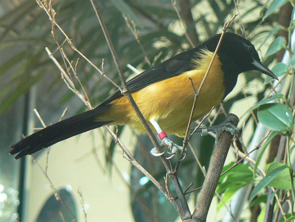 Montserrat Oriole