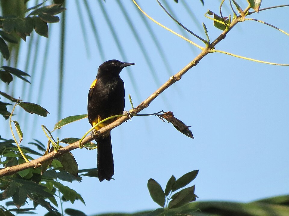 Puerto Rican Oriole