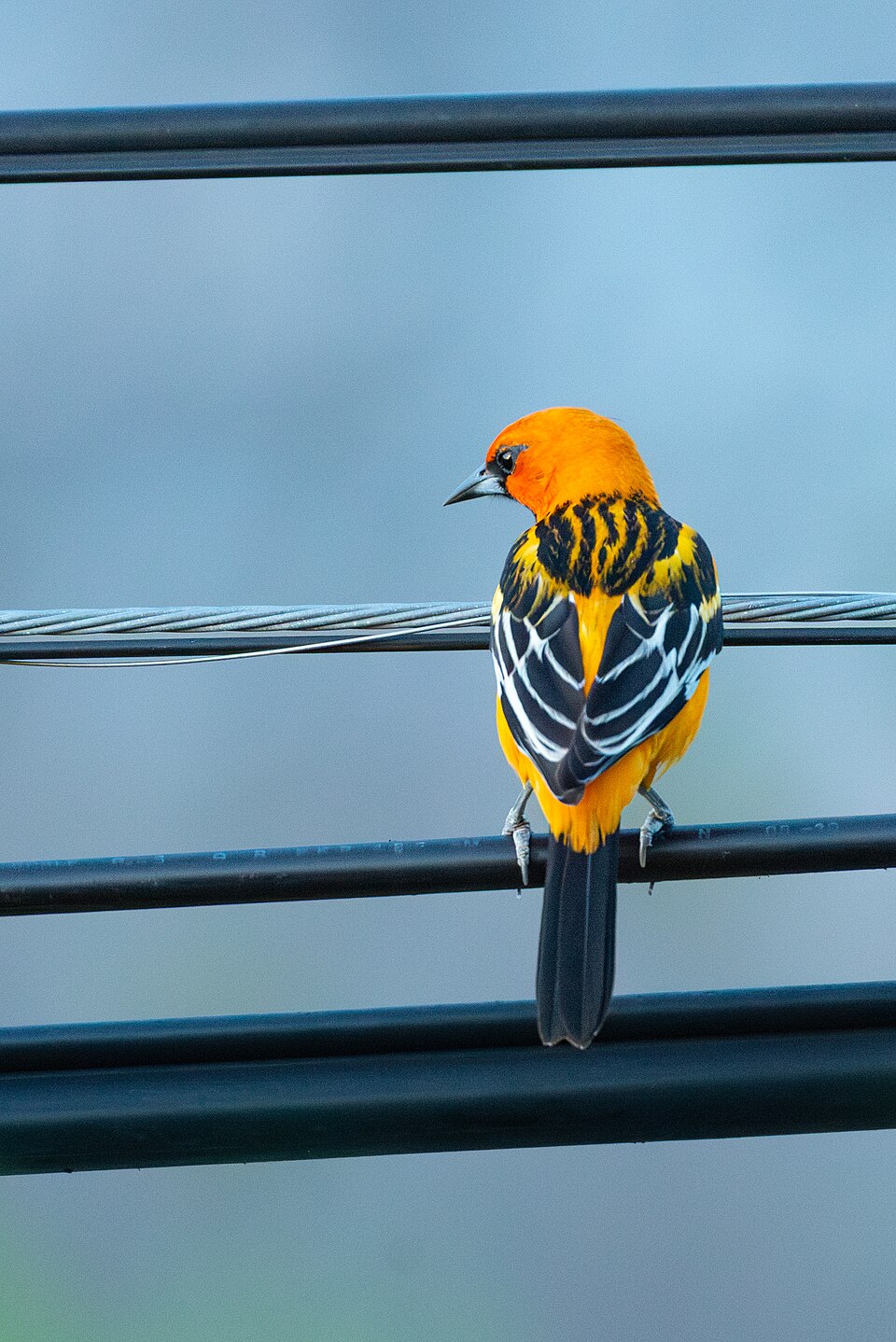 Streak-backed Oriole