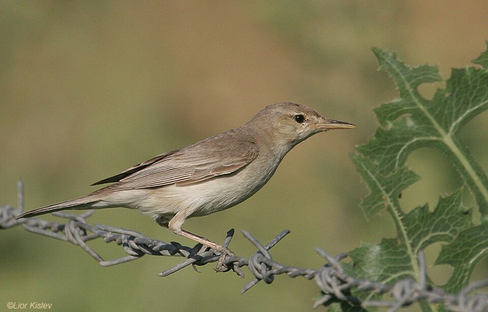 Eastern Olivaceous Warbler