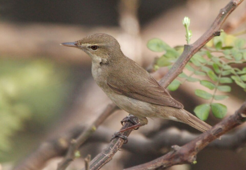 Sykes's Warbler