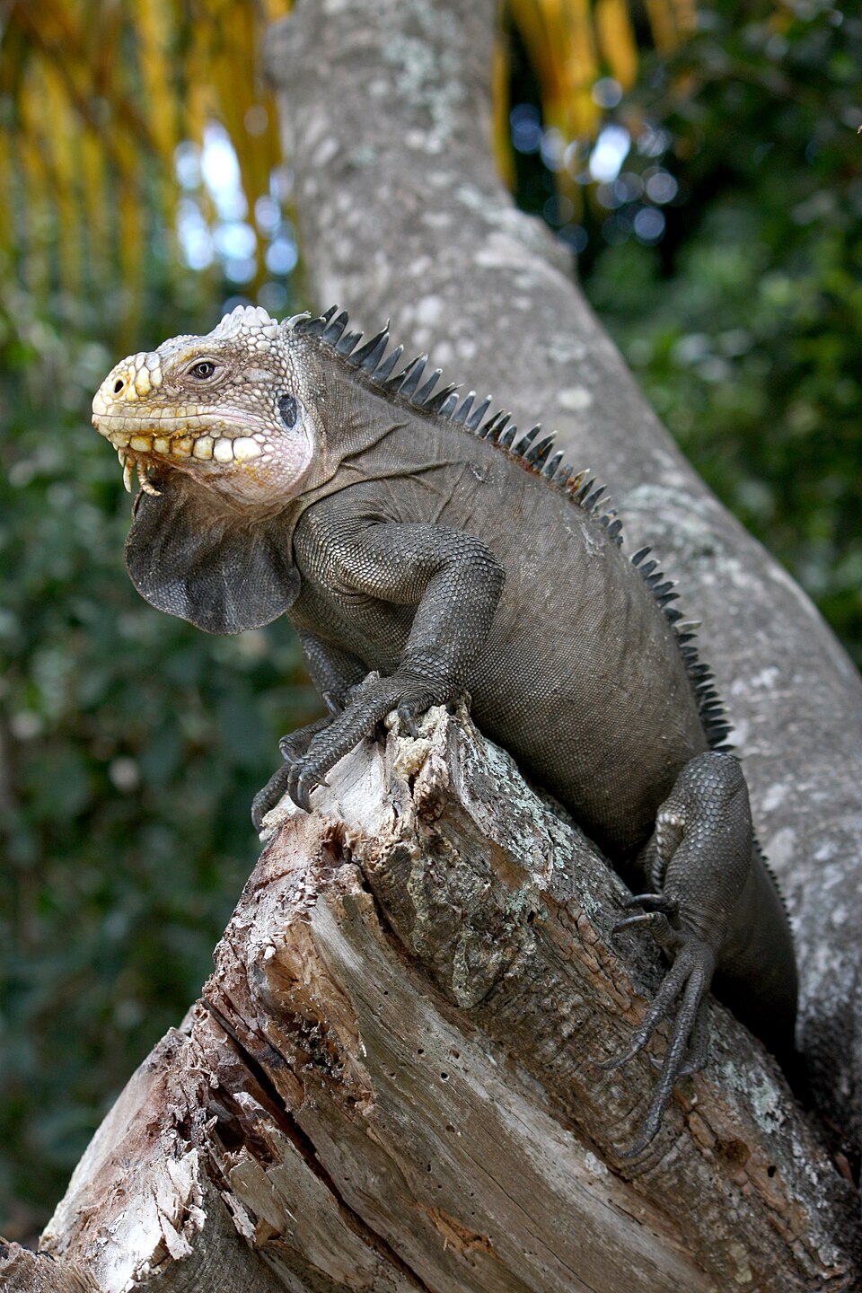West Indian iguana