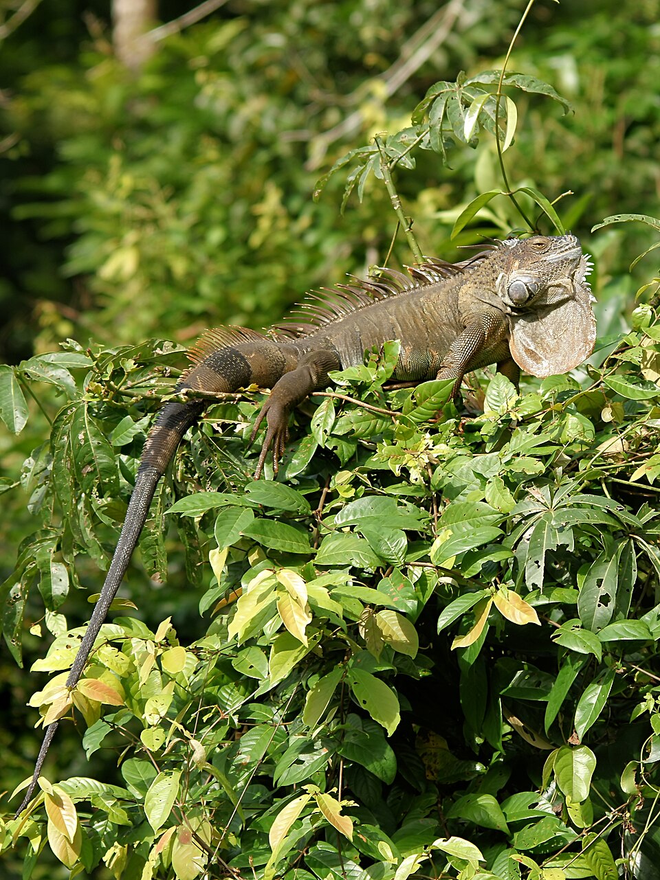 Green iguana