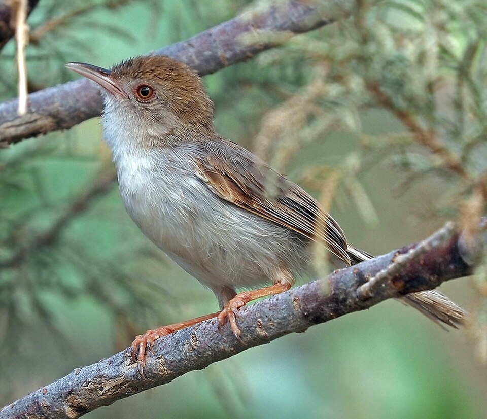 Socotra Warbler