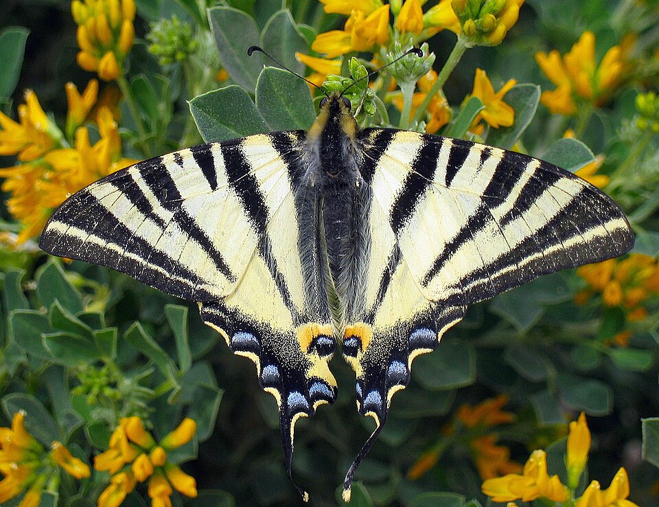 Scarce Swallowtail
