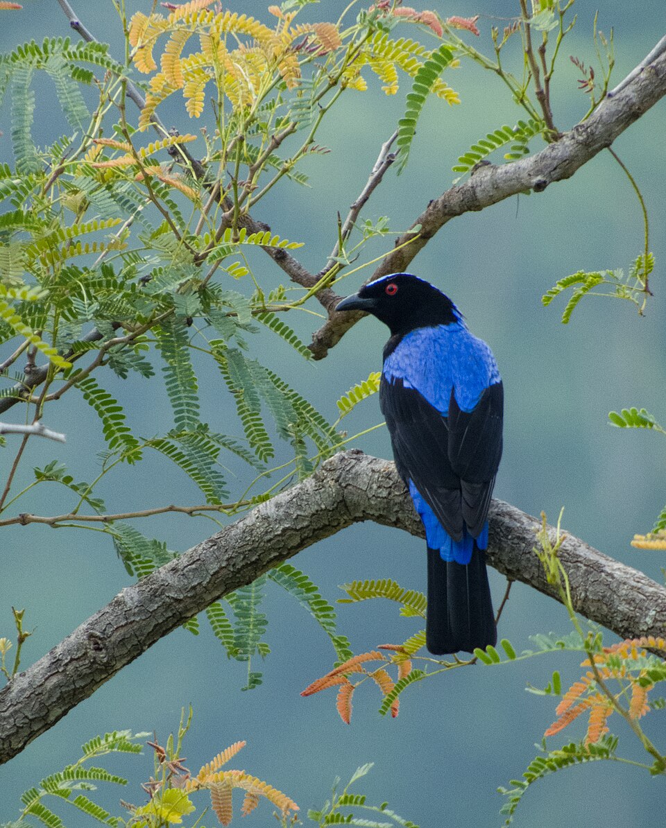 Asian Fairy-bluebird