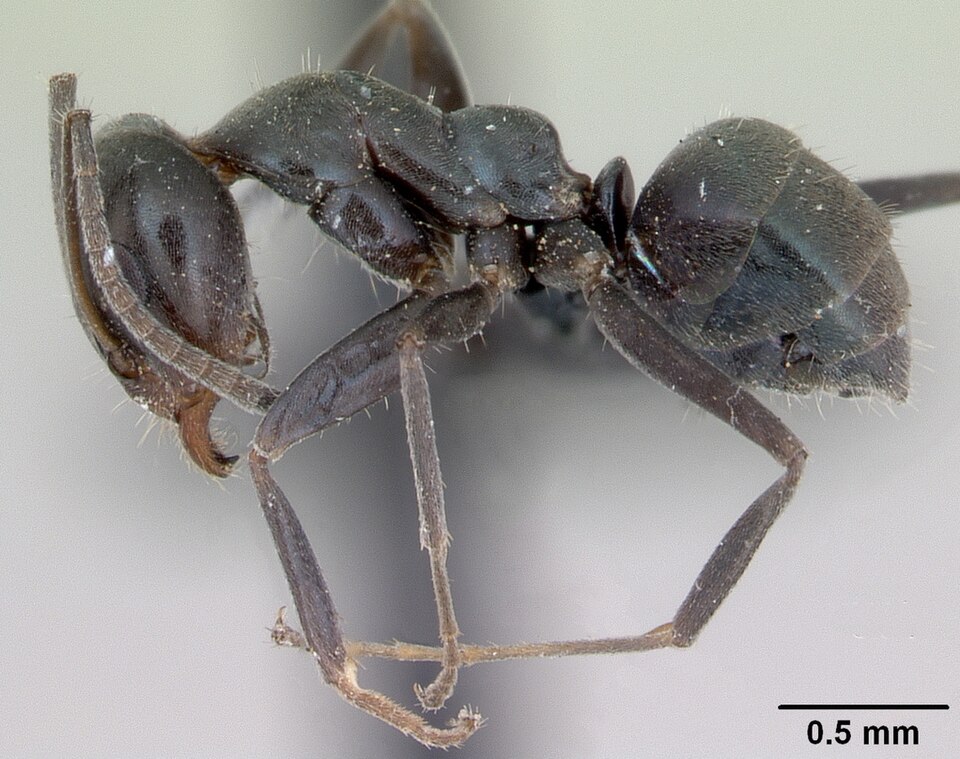 Asian Tyrant Ant