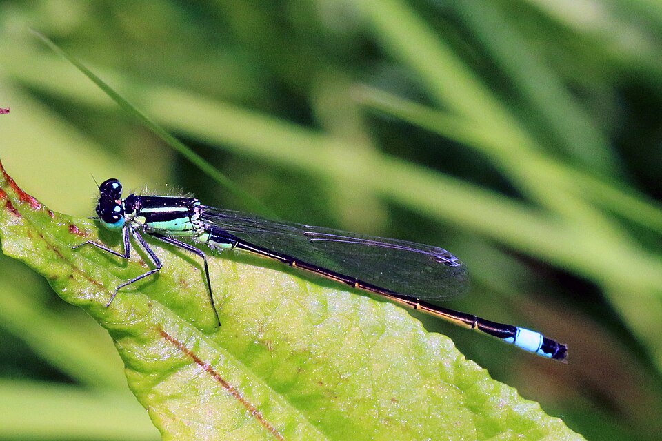 Blue-tailed Damselfly