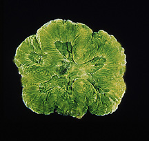 sinuous cactus coral