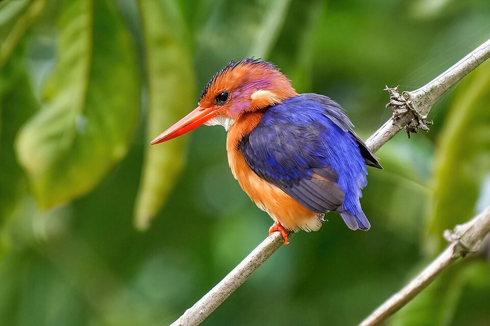 African Pygmy-Kingfisher