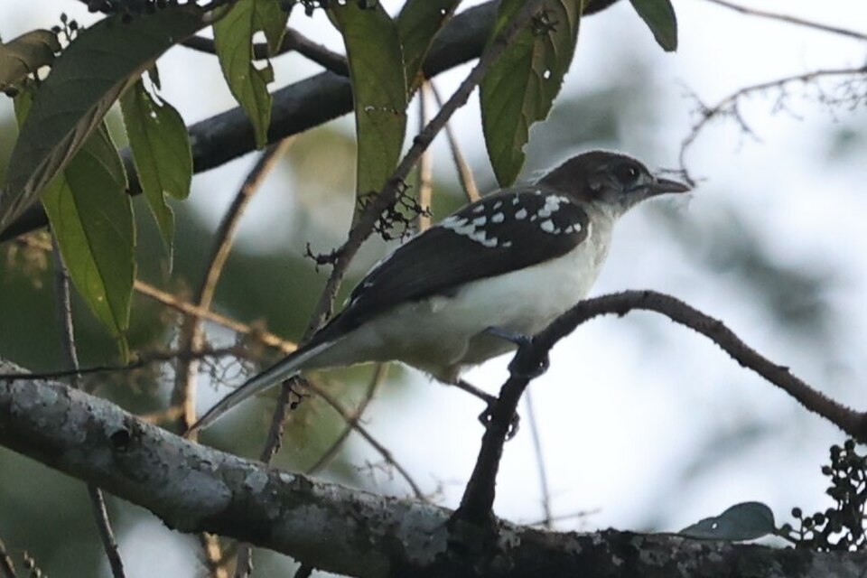 Spotted Greenbul