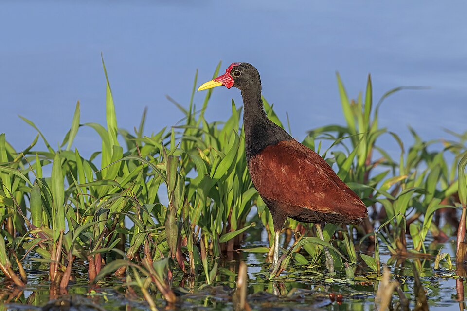 Wattled Jacana