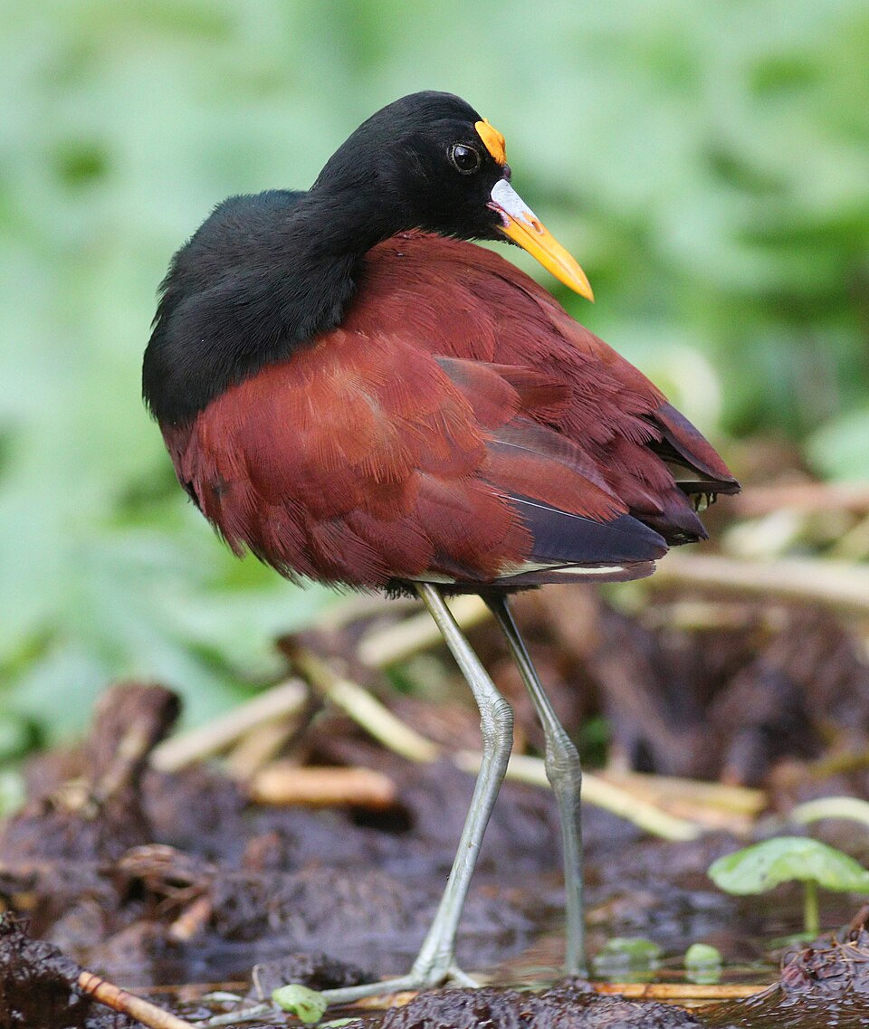 Northern Jacana