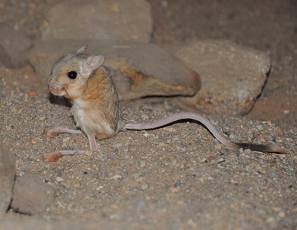 lesser Egyptian jerboa