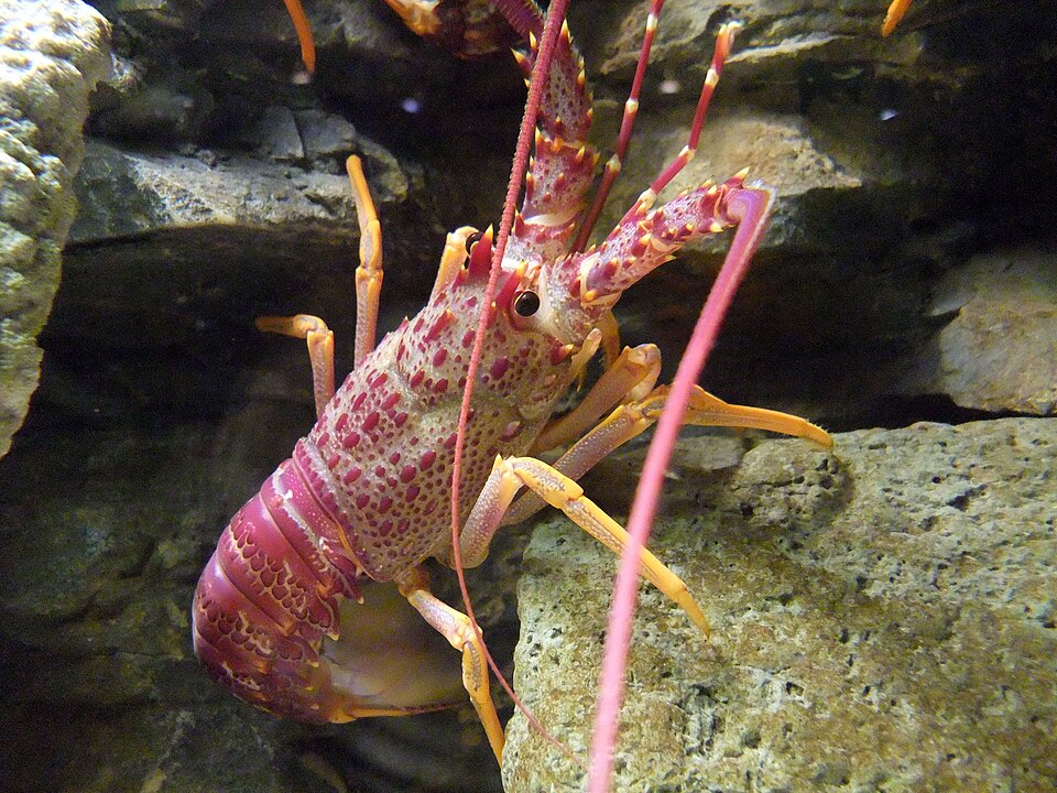 red rock lobster