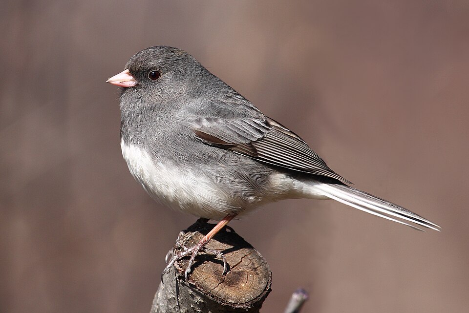 Dark-eyed Junco