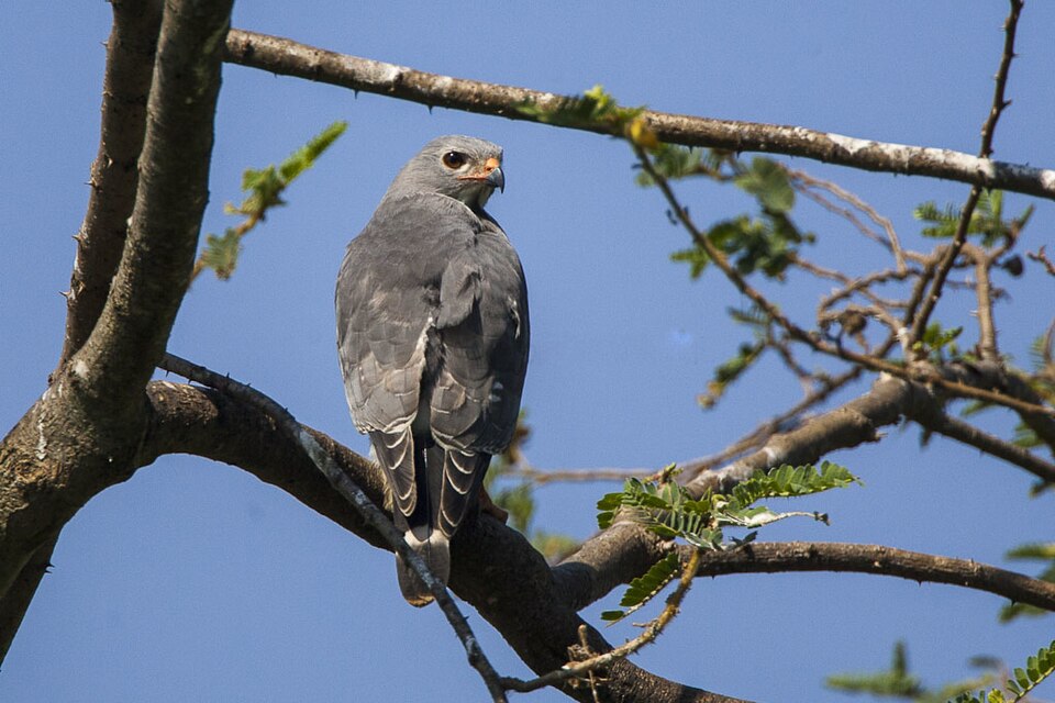 Lizard Buzzard
