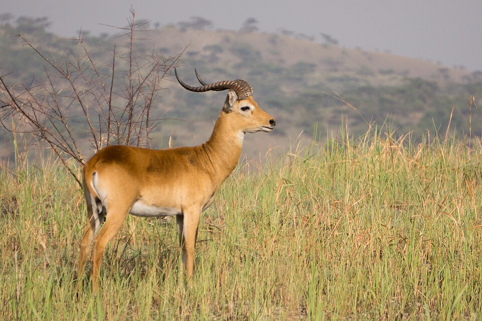 kob