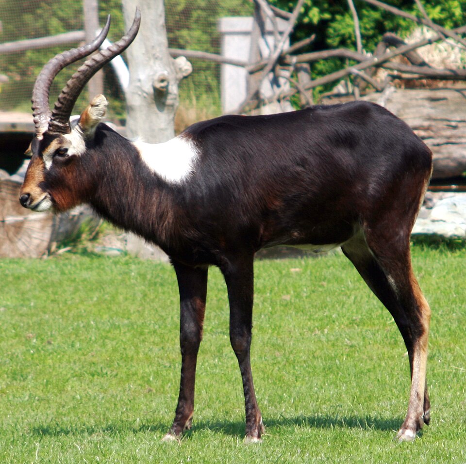Nile Lechwe