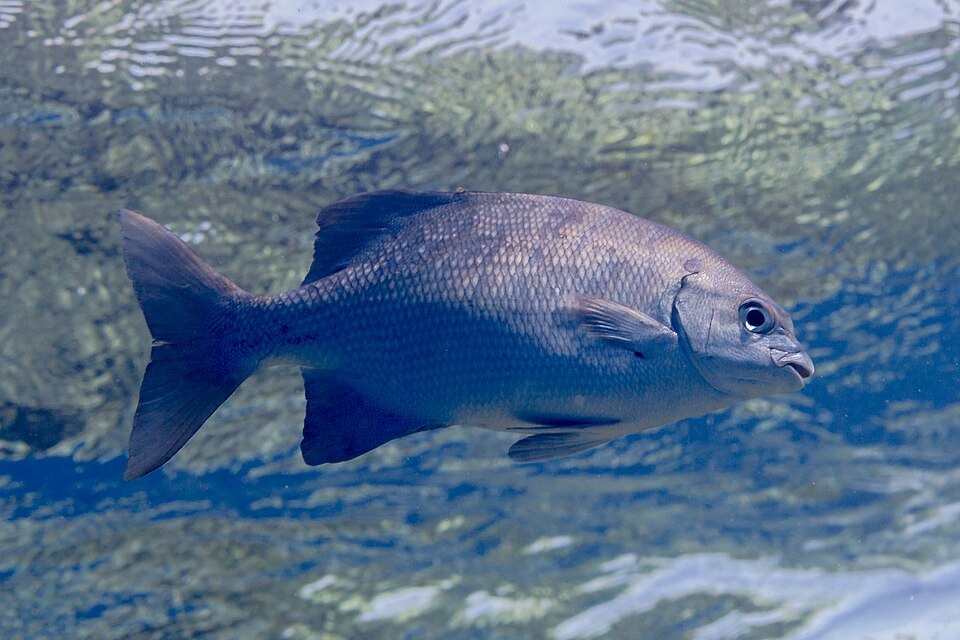 Highfin Chub