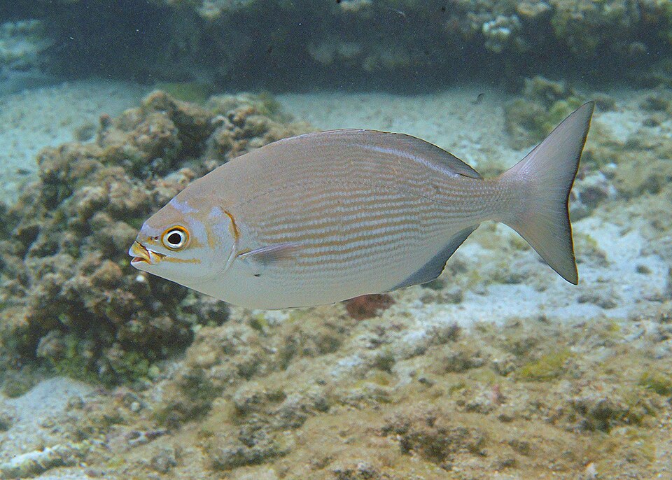 Lowfin Chub