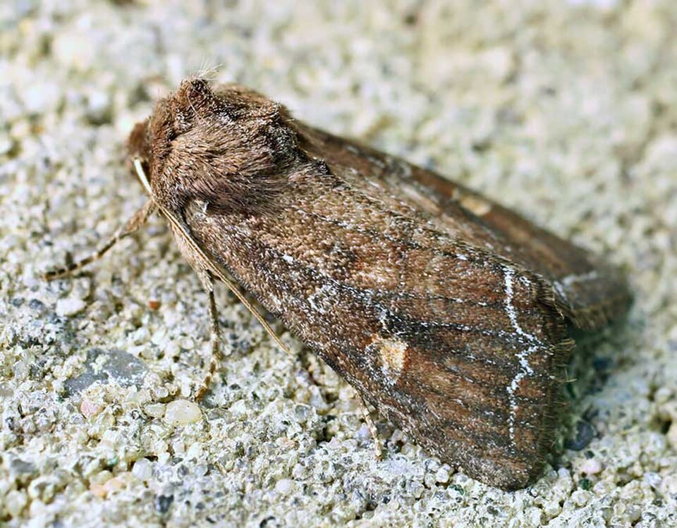 Bright-line Brown-eye