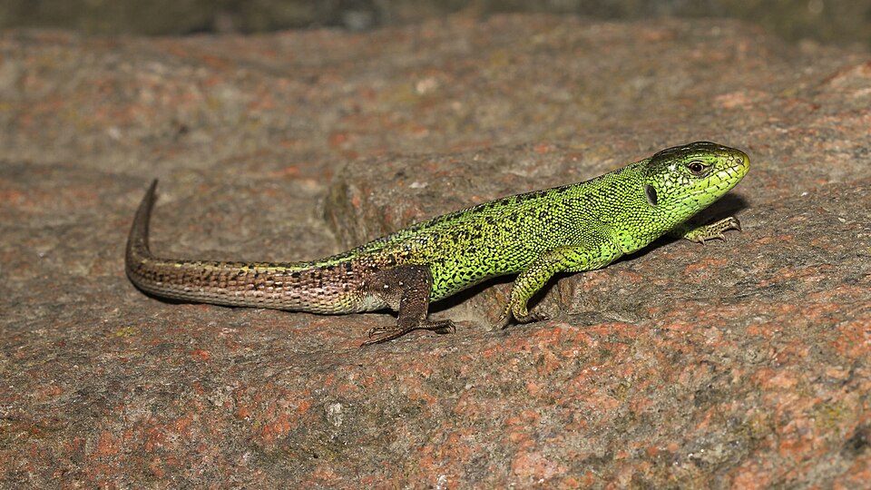 Sand lizard