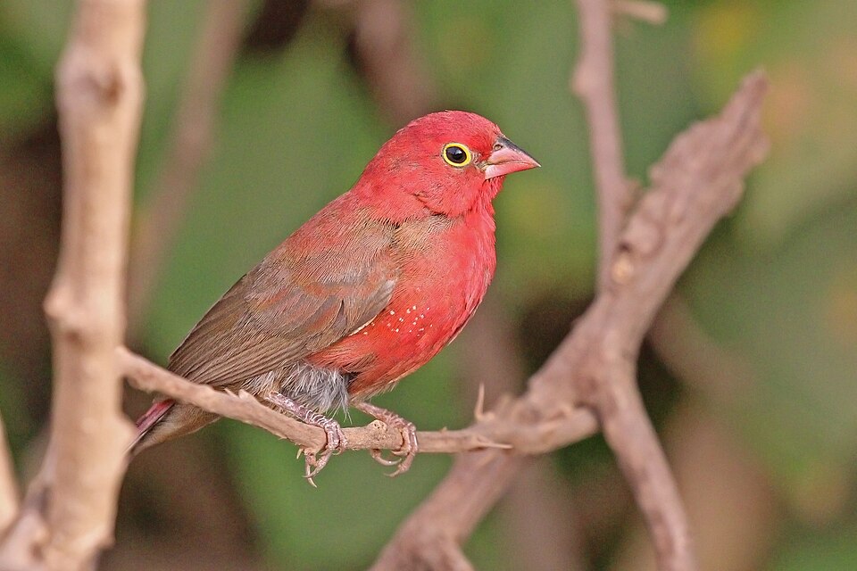 Red-billed Firefinch
