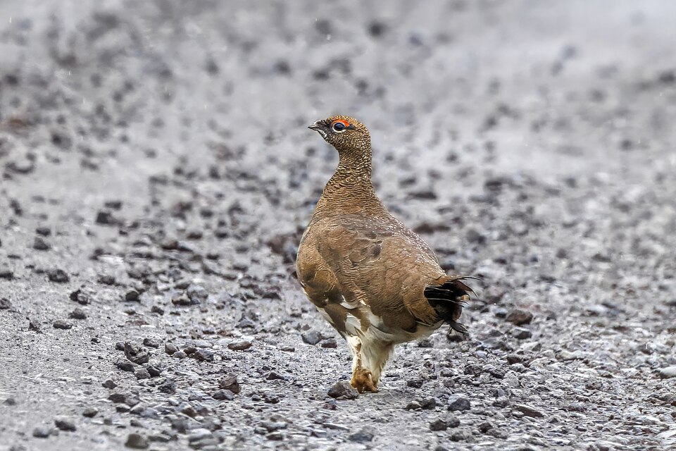 Rock Ptarmigan