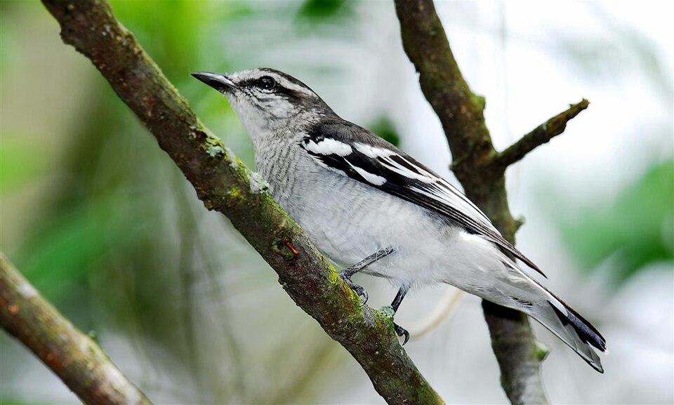 Pied Triller