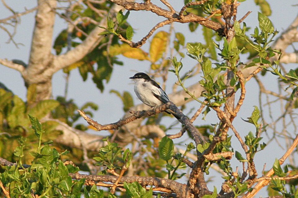 White-shouldered Triller