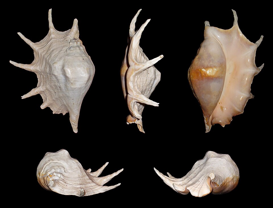 giant spider conch