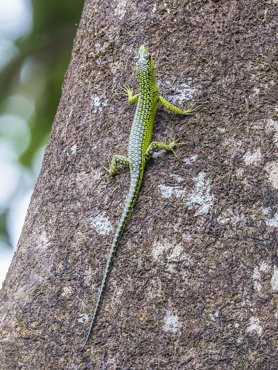 Emerald Skink