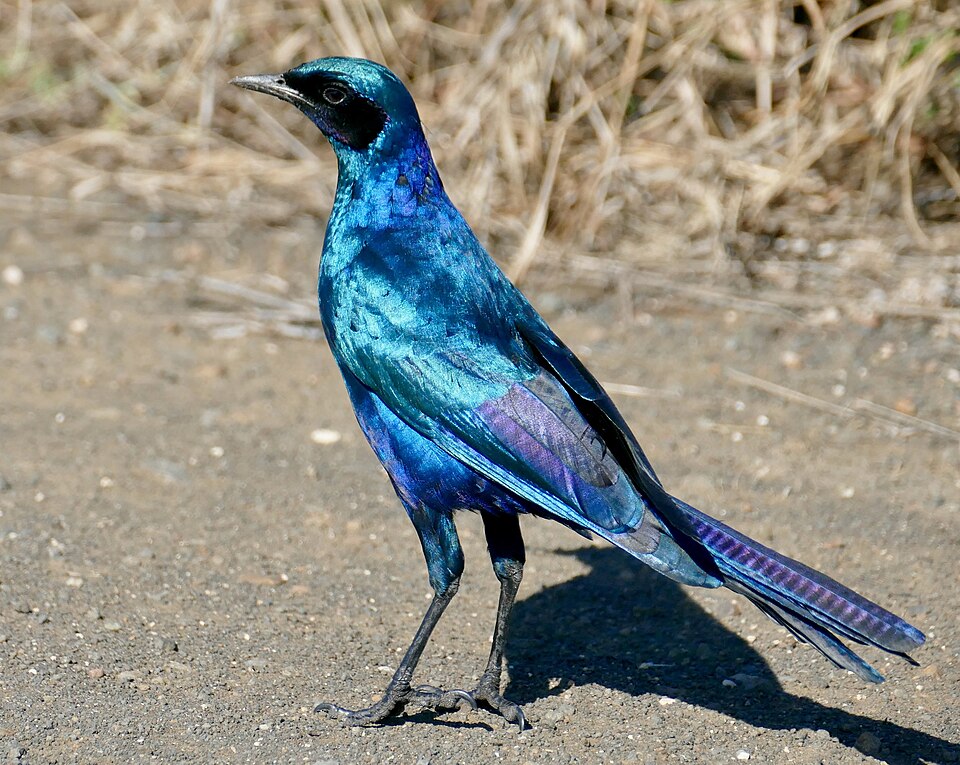 Burchell's Starling