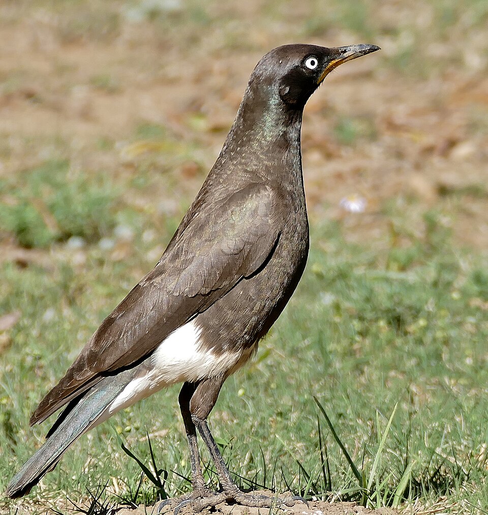 African Pied Starling