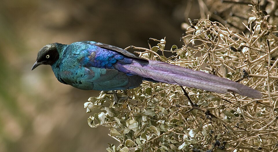 Long-tailed Glossy Starling