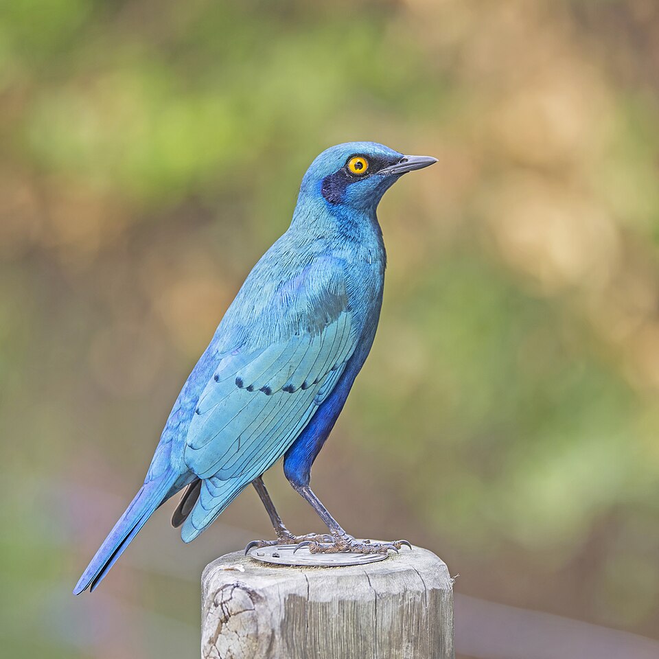 Greater Blue-eared Starling