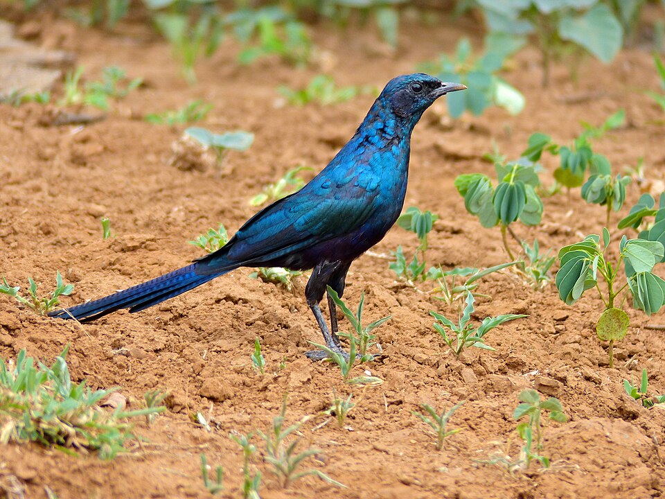 Meves's Starling